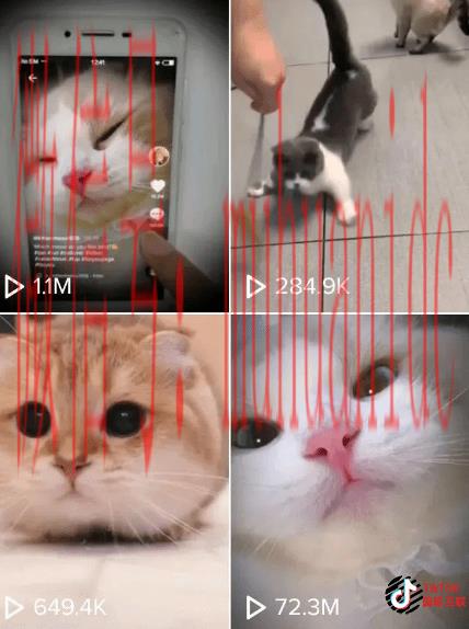 如何TikTok定位账号？你选择正确了吗？