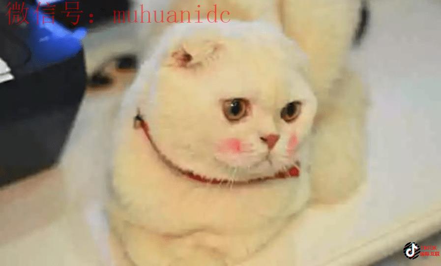 TikTok如何定位最佳视频类型？国际版抖音与国内抖音又有哪些区别？